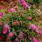 Buddleja Free Petite Tutti Fruitti ®  - Pépinière La Forêt