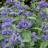 Caryopteris x clandonensis Blue Empire ® - Pépinière La Forêt