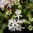 Heptacodium miconioides - Pépinière La Forêt
