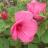 Hibiscus moscheutos Luna F1 Rose - Pépinière La Forêt