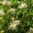 Ligustrum japonicum Korean Dwarf - Pépinière La Forêt