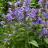 Nepeta Neptune ® - Pépinière La Forêt