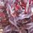 Persicaria Red Dragon ®  - Pépinière La Forêt