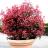 Photinia x fraseri Carré Rouge - Pépinière La Forêt