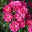 Rosier Paysager  Rosa hybride Pink Emely® REKORD® - Pépinière La Forêt