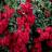 Rosier Couvre-sol Rosa hybride Sommerabend® REKORD® - Pépinière La Forêt