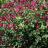 Salvia microphylla Heatwave ® Blaze ® - Pépinière La Forêt