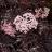 Sambucus nigra Black Lace® - Pépinière La Forêt