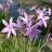 Tulbaghia violacea Silver Lace - Pépinière La Forêt