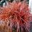 Uncinia rubra Everflame Belinda's Find ® - Pépinière La Forêt