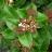 Viburnum tinus Lisarose ® - Pépinière La Forêt
