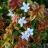 Abelia x grandiflora Kaleidoscope ® - Pépinière La Forêt
