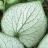 Brunnera macrophylla Silver Spear ® - Pépinière La Forêt