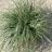 Carex oshimensis Everest ® - Pépinière La Forêt