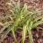 Carex trifida Rekohu Sunrise ® - Pépinière La Forêt