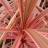 Cordyline Cherry Sensation ® - Pépinière La Forêt