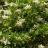 Ligustrum japonicum Korean Dwarf - Pépinière La Forêt