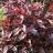 Persicaria Red Dragon ®  - Pépinière La Forêt
