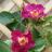 Rosier Paysager Rosa hybride Naturen® REKORD® - Pépinière La Forêt