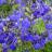 Salvia x Blue Note ® - Pépinière La Forêt