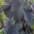 Colocasia esculenta Black Magic - Pépinière La Forêt