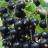 RIBES nigrum Geant de Boskoop - Pépinière La Forêt