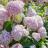 Hydrangea arborescens CandyBelle Bubblegum ® - Pépinière La Forêt