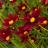 Coreopsis Little Bang Red Elf® - Pépinière La Forêt