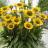 Echinacea SunSeekers Yellow® - Pépinière La Forêt
