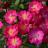 Rosa K Lupo® Nectar Garden - Pépinière La Forêt