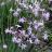Tulbaghia violacea Dark Star® - Pépinière La Forêt