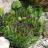 Sempervivum Chick Charms Appletini® - Pépinière La Forêt
