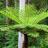 Cyathea cooperi - Pépinière La Forêt