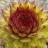 SEMPERVIVUM Chick Charms  Pineapple Paradise ®  - Pépinière La Forêt