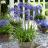 AGAPANTHUS STAR Ever Sapphir ®  - Pépinière La Forêt