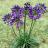 AGAPANTHUS STAR Poppin Purple ® - Pépinière La Forêt