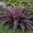 Agave Manfredii Purple Passion (Mangave) - Pépinière La Forêt