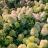 Hydrangea paniculata Silver Dollar - Pépinière La Forêt