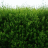 Phillyrea angustissima Green Quick® - Pépinière La Forêt