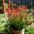 ​ANIGOZANTHOS Everlasting Red ® - Pépinière La Forêt