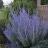 PEROVSKIA atriplicifolia Rocketman ®  - Pépinière La Forêt