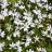 PRATIA pedunculata Treadwellii  - Pépinière La Forêt