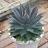 Agave Manfredii Lavender Lady ® ( Mangave) - Pépinière La Forêt