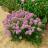 ALLIUM little sapphire® - Pépinière La Forêt