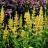 AGASTACHE  Sunny Sparks Yellow - Pépinière La Forêt