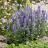 AGASTACHE Crazy Fortune ® - Pépinière La Forêt