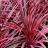 CORDYLINE Paso Doble ® - Pépinière La Forêt