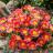 DELOSPERMA Ocean Sunset Orange Vibe ®  - Pépinière La Forêt