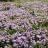 THYMUS nitens - Pépinière La Forêt