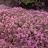 THYMUS praecox Hall's Variety Rosa - Pépinière La Forêt